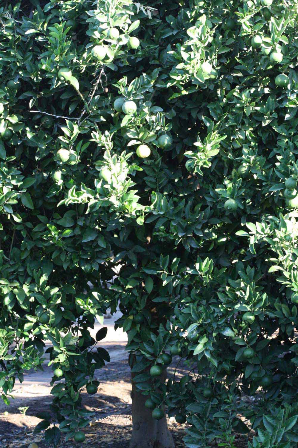              Habit (Riverside, CA)       